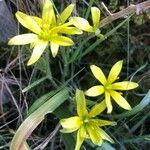 Gagea villosa 花