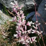 Heuchera caespitosa Celota