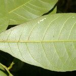 Gymnanthes riparia Hoja