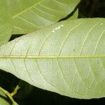 Gymnanthes riparia Leaf