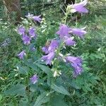 Campanula latifoliaЦветок