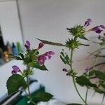 Galeopsis pubescens Fleur