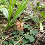 Indigofera spicata Flor