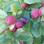 Malus prunifolia Fruit