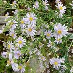 Symphyotrichum oolentangiense 花