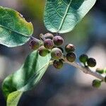 Ficus coronata Fruit