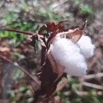 Gossypium barbadense Fruit