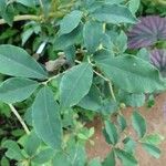 Brunfelsia uniflora Leht