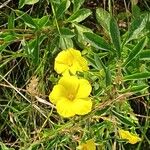 Linum flavum Flower