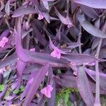 Tradescantia pallidaЦветок