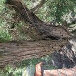 Juniperus phoenicea 树皮