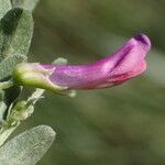 Vicia monantha Flower
