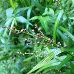Scleria gaertneri Fruit