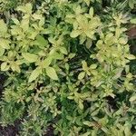 Origanum majorana पत्ता