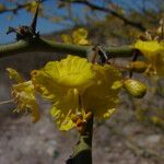 Parkinsonia praecox Цветок