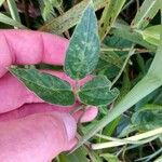 Vigna vexillata Folha