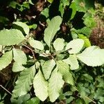 Nothofagus obliqua Hoja