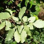 Nothofagus obliqua 葉