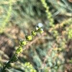 Lappula squarrosa Leaf