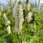 Sanguisorba canadensis Kukka