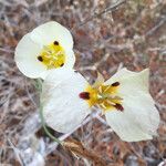 Calochortus leichtlinii Virág