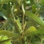 Acacia heterophylla List