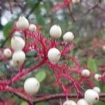 Cornus racemosa Frukt