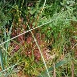 Drosera intermedia Lapas