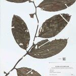 Heteropsis flexuosa Hoja