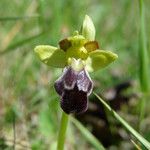 Ophrys × brigittae ফুল