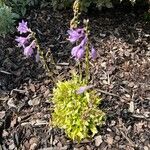 Hosta lancifolia Blomst