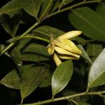 Guatteria dolichopoda Fruit