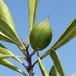 Planchonella reticulata Fruit