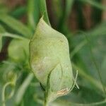 Lathyrus sativus Fruit