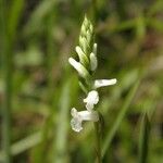 Spiranthes praecox Цвят