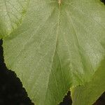 Vitis tiliifolia Leaf