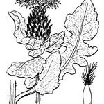 Centaurea jordaniana その他の提案