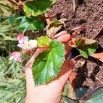 Begonia hirtella Floare
