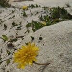 Sonchus bulbosus Fula