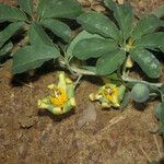 Passiflora cirrhiflora Habit