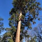 Sequoiadendron giganteumCasca