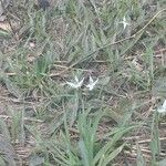 Erythronium albidum Цветок
