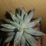 Pachyphytum compactum Lapas