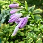 Hosta plantaginea Virág