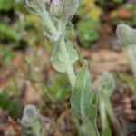 Andryala arenaria Hábito