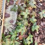 Rubus trivialis Leaf