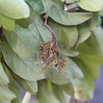 Antidesma rufescens Leaf