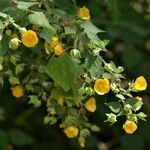 Abutilon grandifolium Lorea
