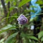 Psychotria urbaniana Flower