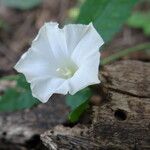 Merremia quinquefolia Floare